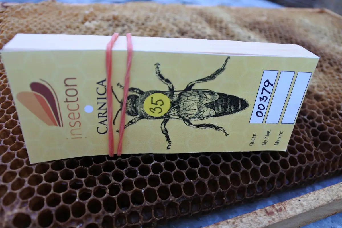 Klíčka s včelí matkou — výsledný produkt chovu