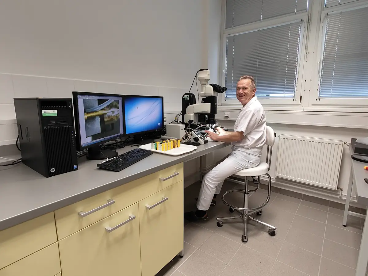 Inseminace matky v laboratoři s použitím stereolupy